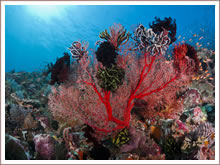 Ontdek de prachtige onderwaterwereld rond Bali.