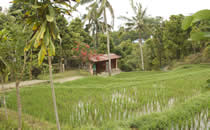 Bezoek aan een Balinees dorp.