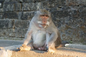 Makaak aap op Bali.
