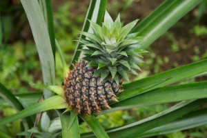 Overal op Bali kom je Ananasplanten tegen.
