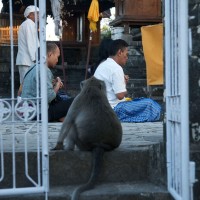 Op Bali leven apen gewoon tussen de mensen.