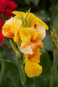 Op Bali groeien de prachtigste bloemen.