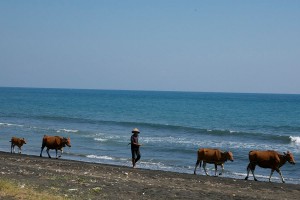 De boeren lopen gewoon met hun koeien op het strand op Bali.