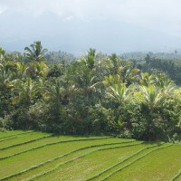 Rijstvelden tussen de bomen op Bali.