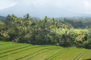 Rijstvelden tussen de bomen op Bali.