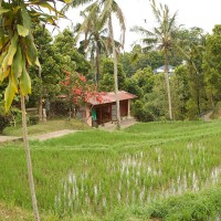 Een huisje tussen de rijstvelden op Bali.