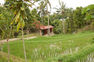 Een huisje tussen de rijstvelden op Bali.