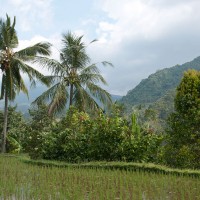 Palmbomen en rijstvelden wisselen elkaar af op Bali.