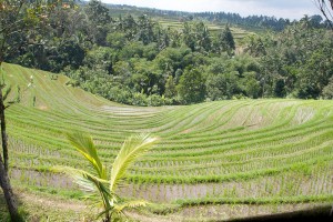 Vanaf de heuvels heb je een prachtig uitzicht over de rijstvelden op Bali.