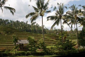 De rijstvelden op Bali lijken net trappen.