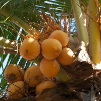 Op Bali pluk je de vruchten zo van de bomen.